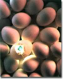Docena de huevos de caserío. ¡Vascos, vascos, oiga!