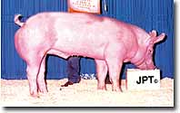 Esto es un cerdo, aunque no lo parezca